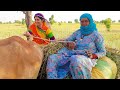 [493] North-East Rajasthani Culture Village Near Haryana उत्तर पूर्वी राजस्थान - Shubh Journey