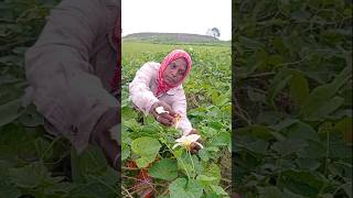 🌾 Kantola (Spine Gourd) Pollination Made Easy #shorts