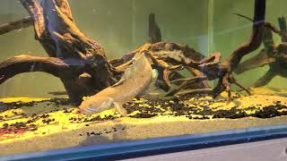 channa andrao feeding 2