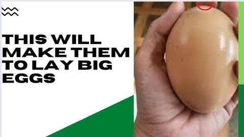 How to make your Chickens lay big Eggs.