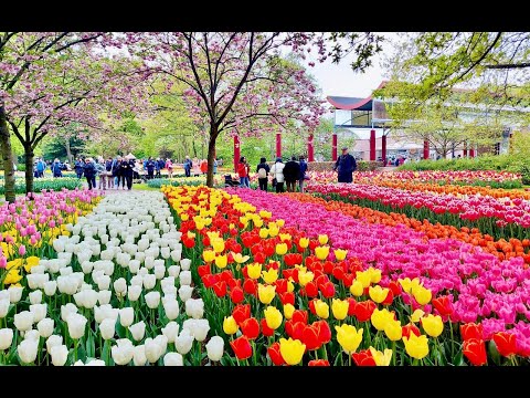 Video: Xứ sở hoa tulip - Hà Lan. Đất nước của hoa tulip ở Châu Âu