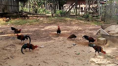 Qaib dib cuab tuaj zoo 2020-2021