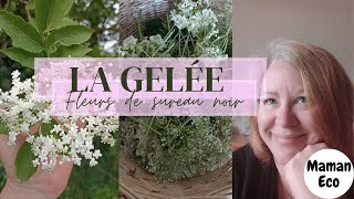 Recette Confiture Gelée De Fleurs De Sureau