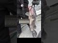 1発で魚を釣る必要がある時はこれを使う #ヘビさんのアウトドア日誌