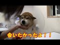 柴犬が手術を乗り越えて元気に戻ってきてくれた！