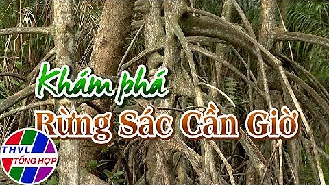Nam Bộ du ký: Khám phá rừng sác Cần Giờ