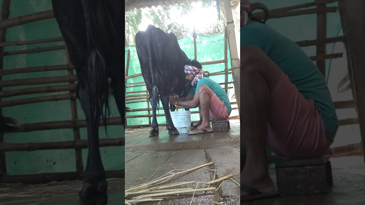 Morning time milking jay Jagannath 