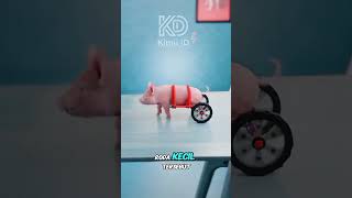 kisah perjuangan seekor anak babi Tanpa 2 kaki belakang 🥹❣️🐷🐖 #cerita #faktamenarik #zackdfilm #anim