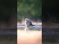 I've Never Seen a Woodpecker Do This Before... 🐦💦 #nature #peaceful #wildlife #viral #birds #relax