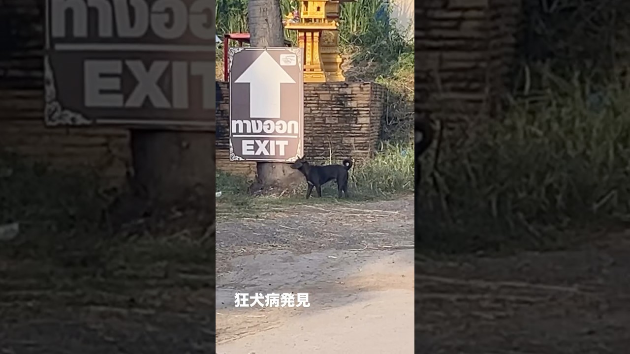 【タイのワンさん🐶】海外の犬は危険です。wild dog is dangerous in Thailand. #こんにちは #ワンさん #野犬 #犬 #タイ #wilddog #thailand