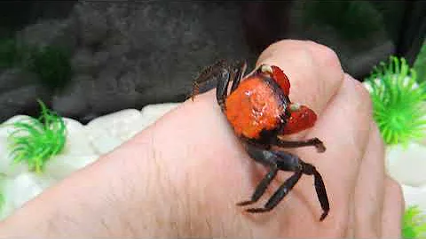 Краб красный дьявол. Red Devil Crab (Geosesarma sp. Red Devil). DIY.