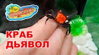 Краб красный дьявол. Red Devil Crab (Geosesarma sp. Red Devil). DIY.