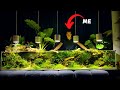 This 750 liter planted aquarium will blow your mind