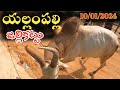     10012024  yellampalli jallikattu  traditional chittoor jallikattu