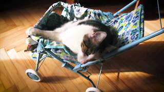 The Kitty And The Pram by Everlasting Cats 39 views 3 years ago 1 minute, 52 seconds