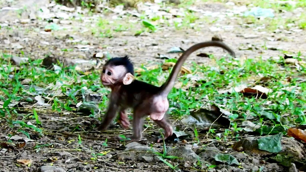 foundry King achap Never Pity on Baby Maci, Pity baby Run Up and down to the king monkey achab