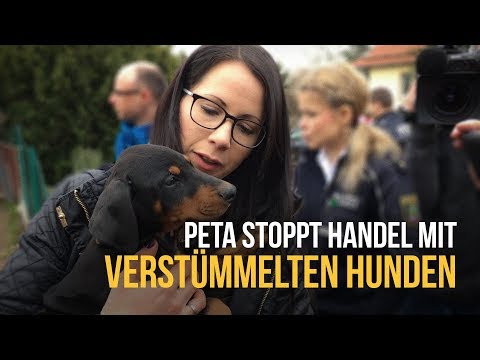 Video: Pet Scoop: Dramatische Rettung von Welpen in einer Pfeife, Armee begrenzt, wie Soldaten Diensthunde bekommen können