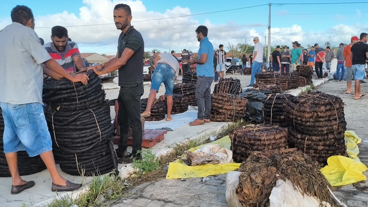 Feira do fumo em Craíbas Al, dia 30/08/2025.