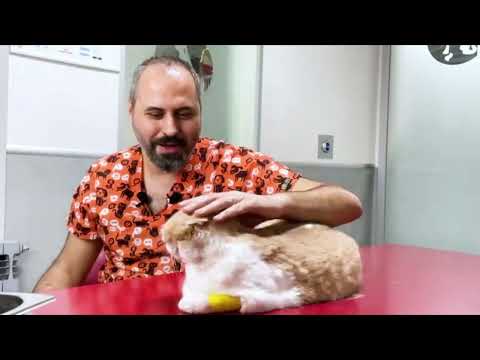 Video: Kedilerde Down Sendromu Var mı? Feline DS'nin Azaltılması