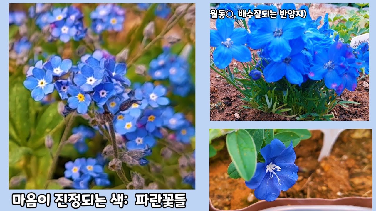 마음이 편안해지는 순둥순둥한 파란꽃들 추천