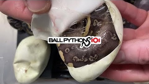 #eggcutting clutch 21. Pairing: GHI Redstripe Yellowbelly Clown X Super Mojave Leopard!