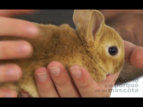 Wideo: Rhinelander Rabbit