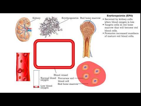 Red Blood Cells - Erythropoietin (EPO)