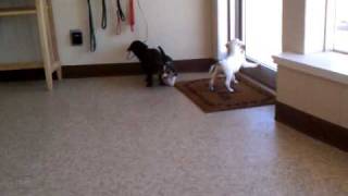 Three beagle / boxer mix puppies from Secondhand Hounds