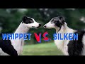 Should I Get a Silken Windhound or a Whippet?