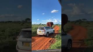 Daring driver gets too close to African Elephant in Kenya, 🇰🇪🇰🇪🇰🇪. enjoy!! #gamedrive  #bigelephant