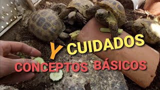 Cuidados tortugas de tierra y conceptos básicos.