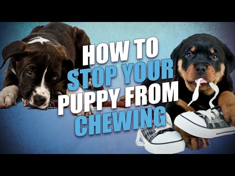 how-to-stop-a-puppy-from-chewing-everything---5-effective-tips