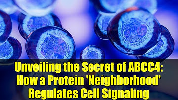 Unveiling the Secret of ABCC4: How a Protein 