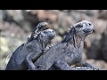 Iguana vs Snakes chase parody | BEAST QUAKE Marshawn Lynch