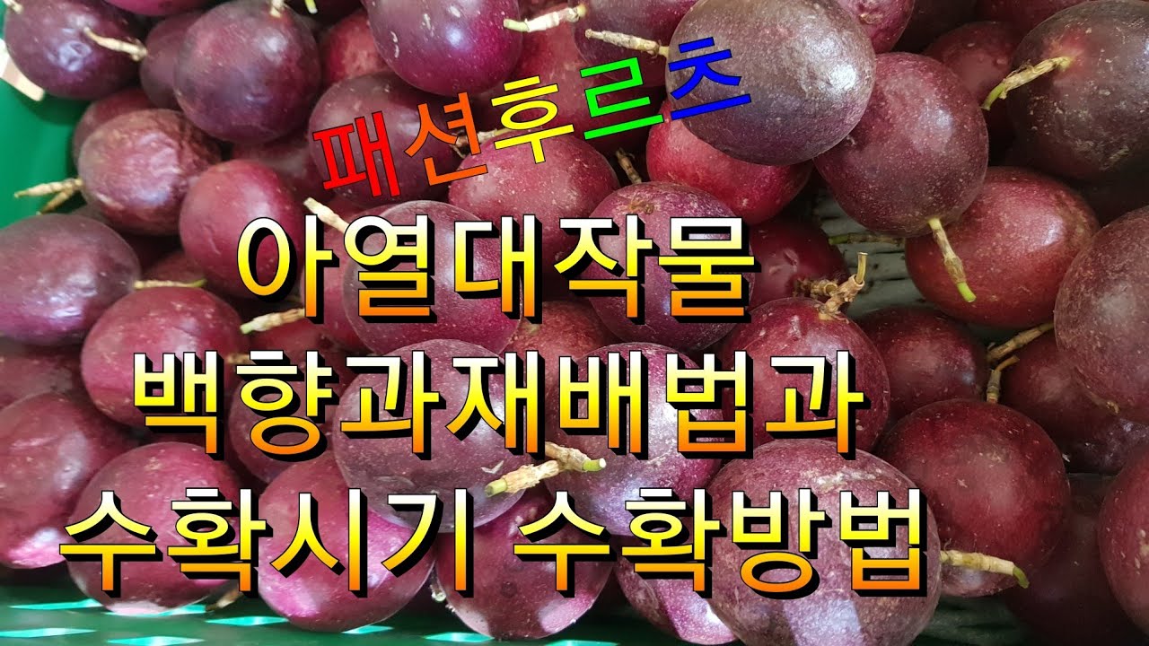 패션후르츠 백향과재배법과 수확시기 수확방법 아열대작물