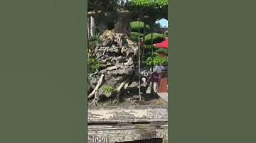 TRIỂN LÃM CÂY CẢNH SIÊU CẤP TẠI BẮC NINH 2023 phần 10