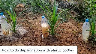How to do drip irrigation with plastic bottles