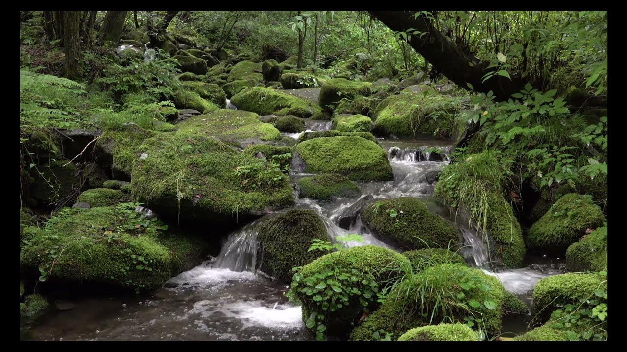 Лесной ручей звуки природы. Лесная река. Лесной ручей звуки природы. Венсенский лес водопад. Полянка в лесу.