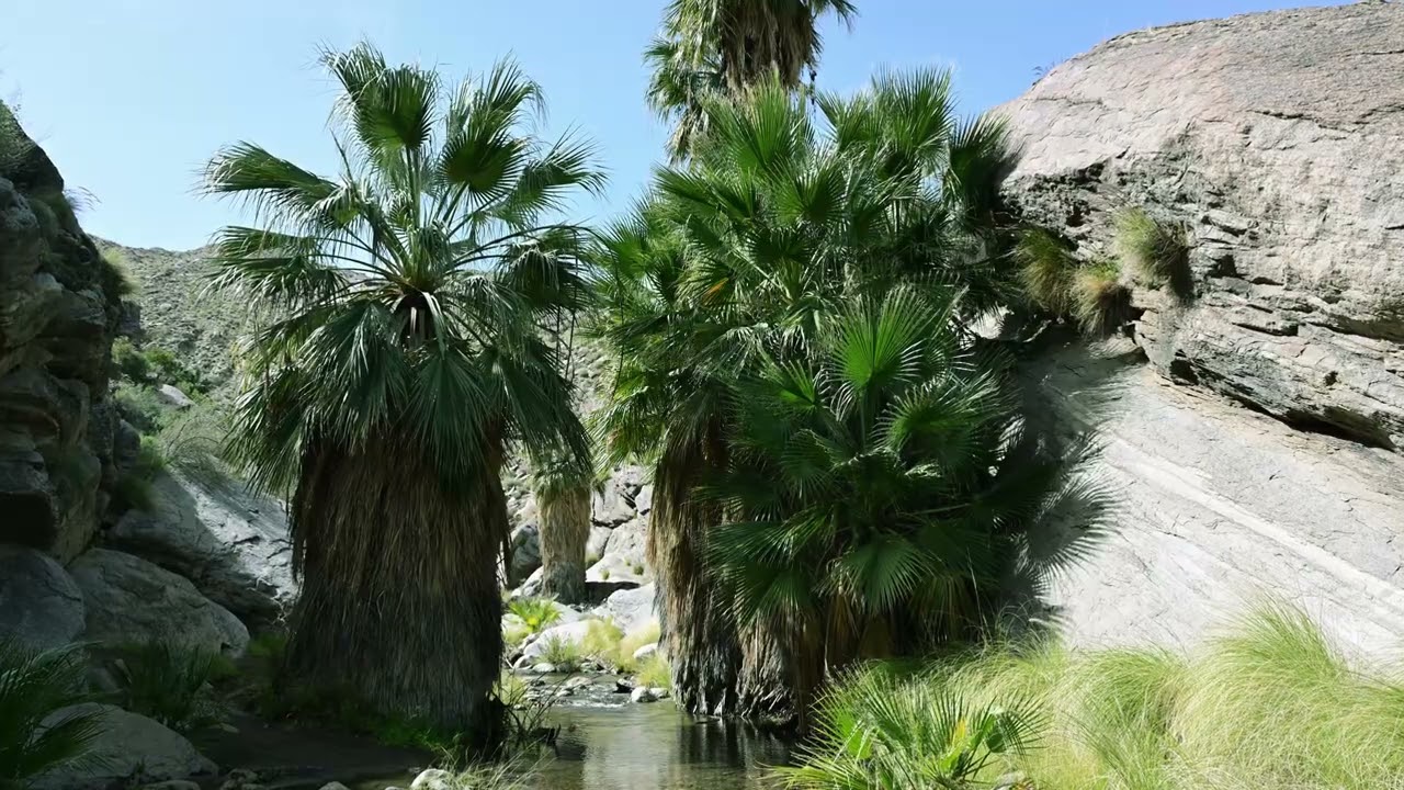 Lynchini 8K Palm Springs Oasis