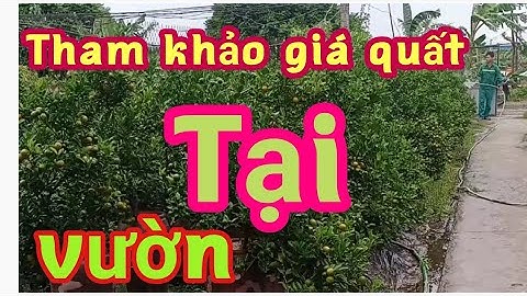 tham khảo giá quất chum quất tết 2022 tại vườn xin liên hệ #nhà nông 25h#