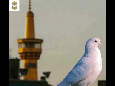 همه بهم میگن یتیم یتیم بابا به کی میگن