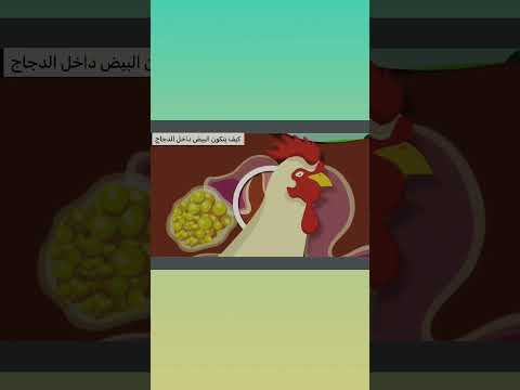 فيديو: أين تضع الدجاجة البيض؟