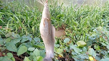 câu cá trê sông rạch cùng mồi nầy cực nhại dính toàn cá to to không