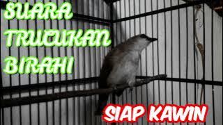 Suara Burung Trucukan Jantan Sedang Birahi - Siap Kawin