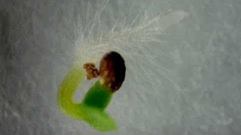 Time Lapse Microscopy of Tobacco (Nicotiana tabacum) Seed Germination with Roots, Cotyledons