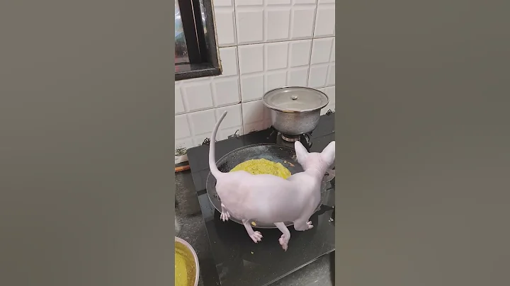 Video 8530841: sphynx cat meow, funny sphynx cat, sphynx tom