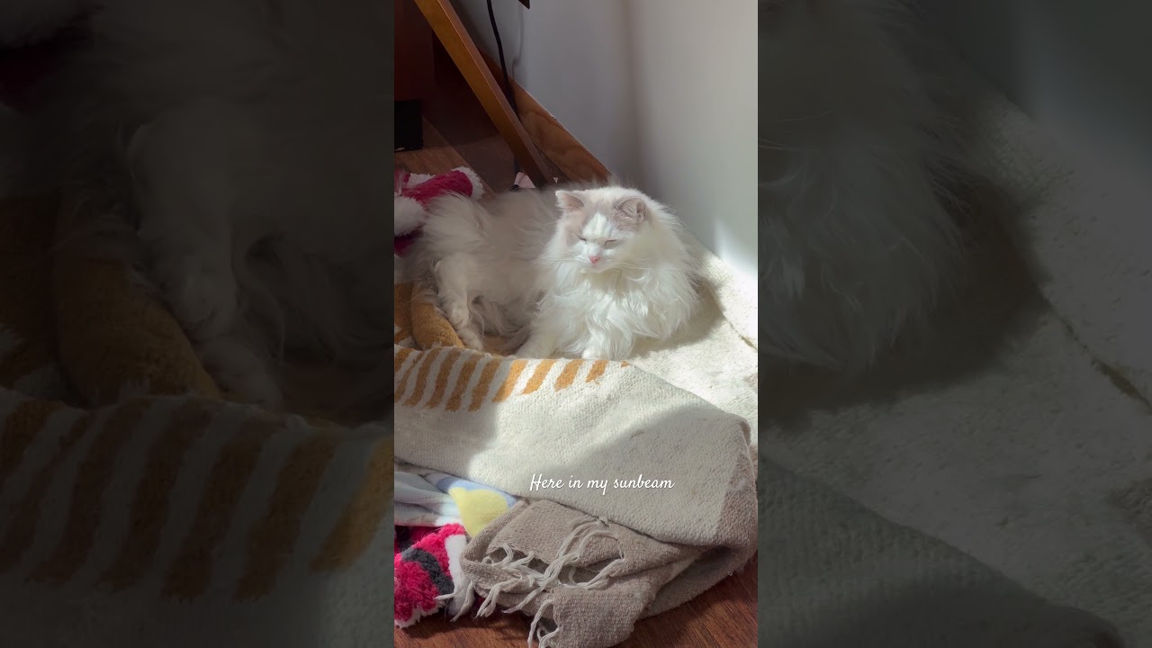 Here in my sunbeam ☀️ #cat #sunbeam #yellowishsunbeam #cats