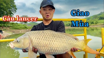 Cách Câu Lancer Hiệu Quả