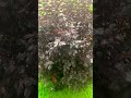 Rainy weather🌧️ #youtube #shortvideos #foryou #nature #viralvideo #youtubeshorts #rain #reels #fyp