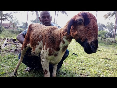 Diwali Celebration / Full Semmari Goat KALYAN BIRYANI / Food Money Food